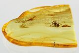 Detailed Fossil Spider (Araneae) In Baltic Amber #372555-1